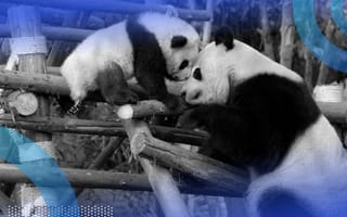 Mother panda helping baby panda concept for pandas pivot table