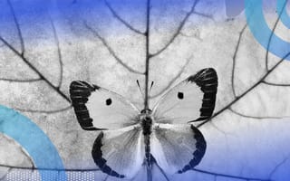 symmetrical butterfly and leaf concept for symmetric matrix