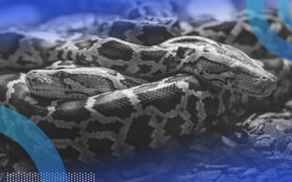 Two pythons intertwined with each other like exact copies.