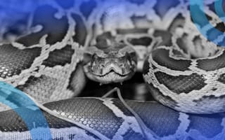 A python curled up and staring into the camera