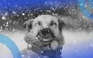 dog surrounded by falling snowflakes