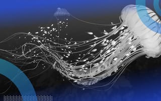 A jellyfish