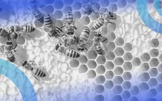 Apache Hive image of at least a dozen bees on a honeycomb