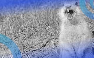 Golang image of a gopher screaming. HIs large teeth and tongue are visible.