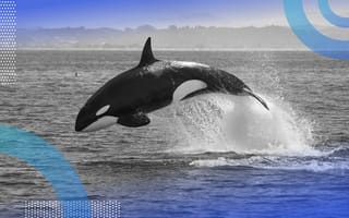 HBase picture of an Orca