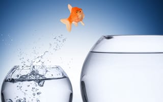 Goldfish jumping from smaller fishbowl to bigger fishbowl
