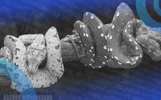 Two pythons with different attributes such as color.