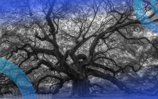 Image of an oak tree representing b-tree indexing