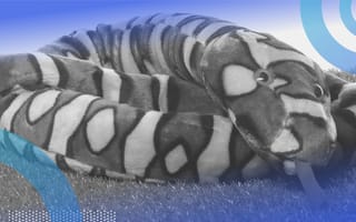 A coiled up plush, python doll.