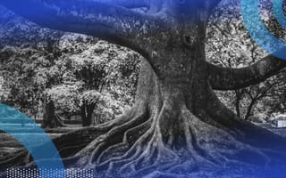 tree with large roots illustrating data tree