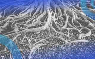 Tree roots - lemmatization