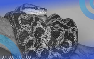 A python coiled on a branch. Logging in Python can help software developers keep track of and back up their work.