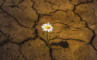 Stock photo of a daisy growing through dry, cracked dirt in a drought.