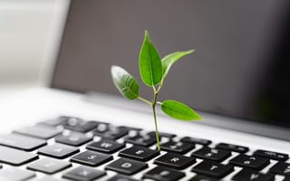 A tiny plant sprouts out of a keyboard.