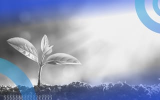 A plant in sunlight. Startups have funding lifecycles, just as plants do.