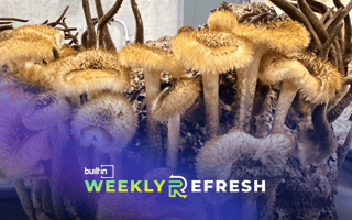 Mushrooms growing in a lab.