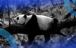 panda lying on a branch signifying pandas