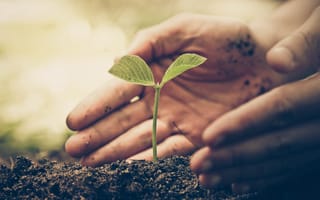 A close up of a pair of hands in the dirt surrounding a small plant.