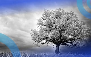 Large oak tree alone in a field representing a full tree