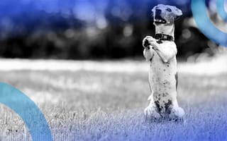 A dog begging. Marketers need to ask customers permission to use their names .