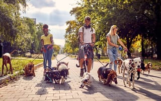 A group of dog walkers are pictured.