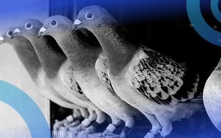 pigeons lined up on a perch representing pigeonhole principle