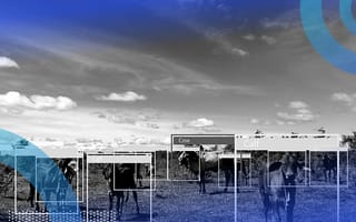 computer vision detecting cows in a field