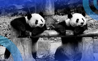 Two pandas lean on a wooden beam