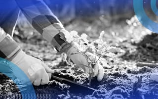 A close-up of someone tending to an oak tree sapling in nature.