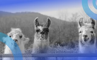 Three llamas are standing in a field behind a mountain range.