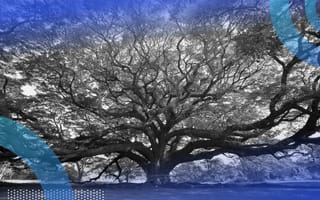 Big tree representing python bigtree