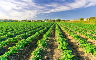 potato farm