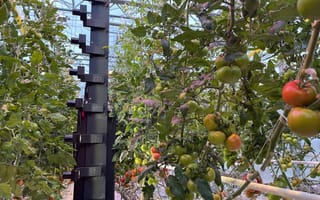 An image of IUNU's LUNA product is shown amid tomato crops.