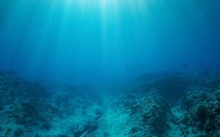 An underwater photo featuring reefs covering the ocean floor and rays of sunlight extending from the top of the image.