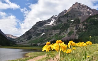 A view of Maroon Peak in Aspen, Colorado with yellow daisies in the foreground