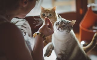 Rover cat care feature