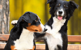 Tech Roundup: A social network for dogs launches, My Fit Foods grabs funding and more