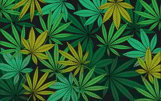 hed cannabis marketing