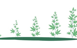 cannatech 420
