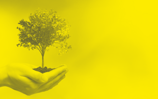 Hands hold a tree for planting