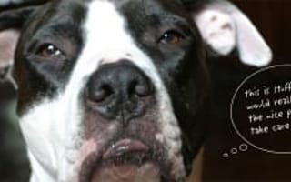 Bringing App-iness to Rescue Animals: Austin startup leveraging technology for good