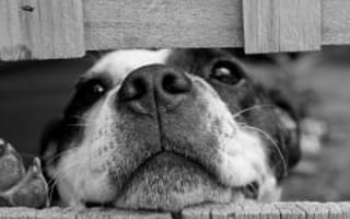 In Honor of National Puppy Day, Here's a Sneak Peak at AceableAgent's New Real Estate Course