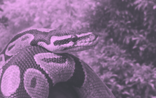 A Guide to Selecting Machine Learning Models in Python machine-learning-models-python
