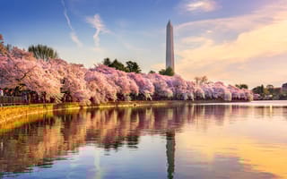 SEO Companies in Washington D.C.