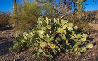 robotics-drones-cacti-kenya