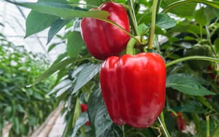 Sweeper the robot picks ripe peppers in 24 seconds