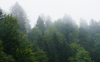 robotics-drones-trees