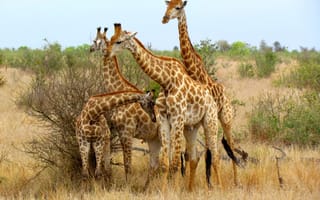 media-the-dodo-dodo-kids-animal-content
