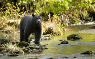robotics-drones-habitat-bears