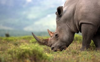 IoT-tracker-rhinos